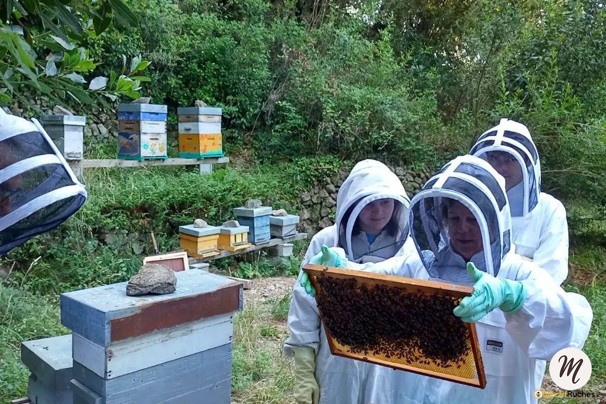 Observation d'un cadre d'abeilles